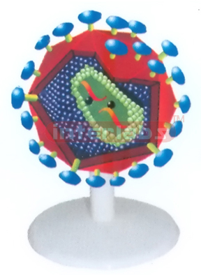 AIDS VIRUS ANATOMICAL MODEL